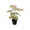 Dirbtinis augalas CALADIUM vazonėlyje