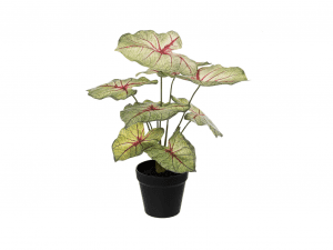 Dirbtinis augalas CALADIUM vazonėlyje